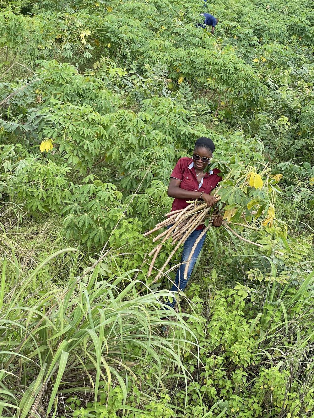 Zoe Agro Delights team member harvesting cassava on farm