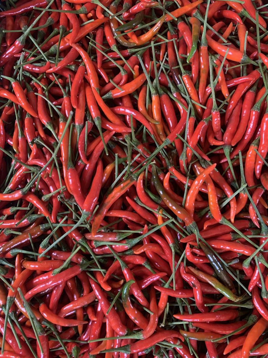 Fresh red chilli peppers