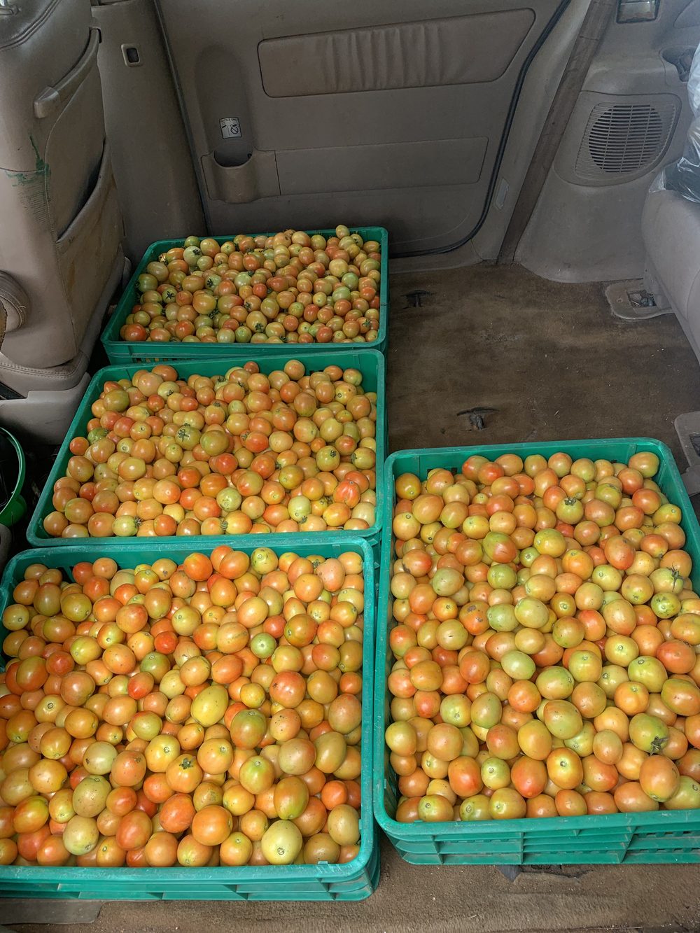 Fresh tomatoes in crates