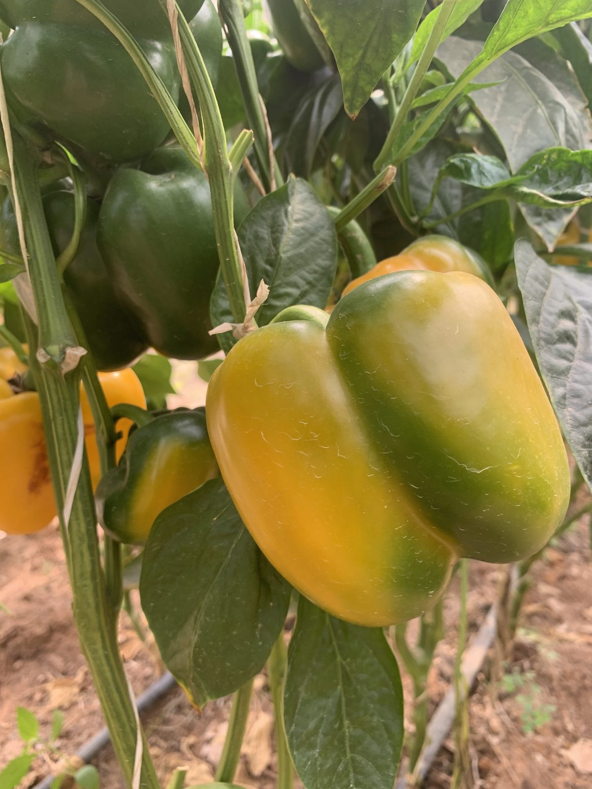 Bell peppers growing on farm