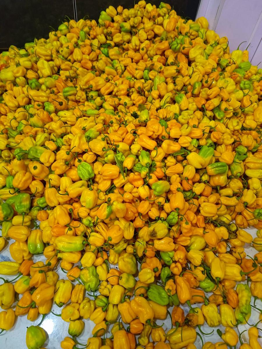 Bulk habanero harvest ready for aggregation